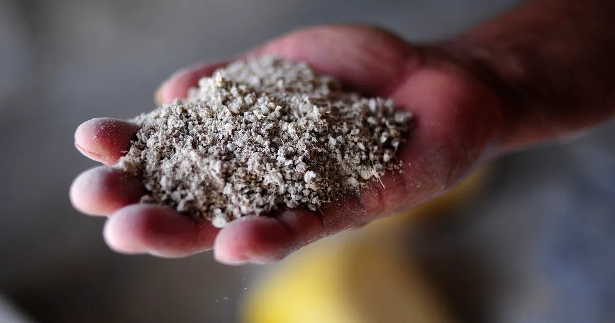 Hand holding cassava starch during processing in Colombia, the raw material behind cassava starch bags